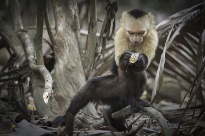 Framed Print : White-faced capuchin monkey (Cebus capucinus) finding insects in wood, Curu National Park Framed Print : White-faced capuchin monkey (Cebus capucinus) finding insects in wood, Curu National Park