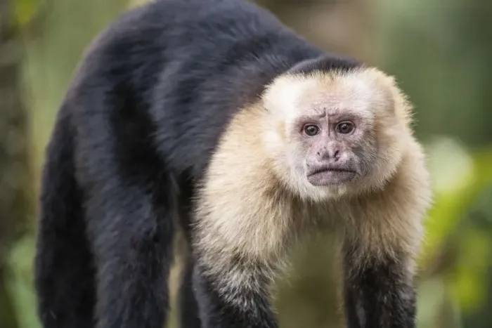 Framed Print : White-faced capuchin monkey (Cebus capucinus) in Tenorio Volcano National Park Framed Print : White-faced capuchin monkey (Cebus capucinus) in Tenorio Volcano National Park