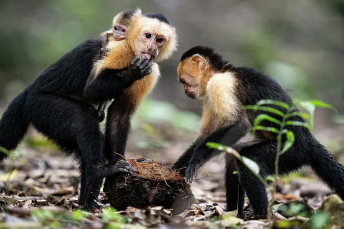Framed Print : Two White-faced capuchins (Cebus imitator), one female carrying infant on back, feeding on a coconut, Osa Peninsula, Costa Rica