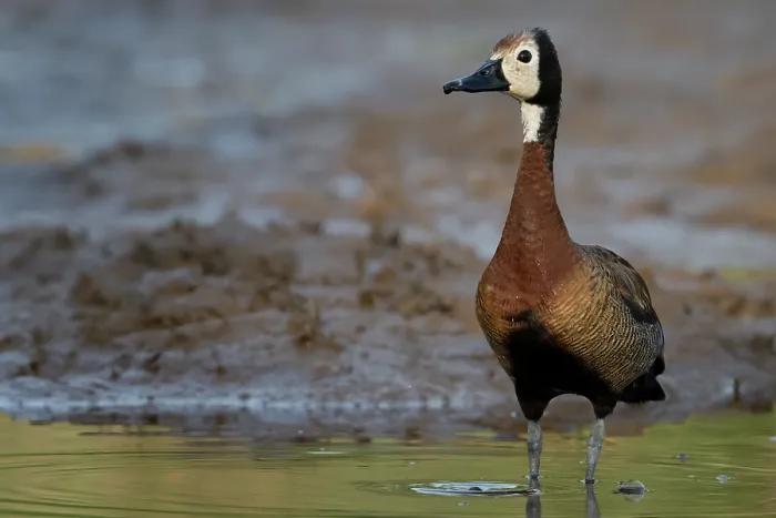 Framed Print : White-faced whistling duck (Actophilornis africanus) standing on riverbank, Allahein river, The Gambia Framed Print : White-faced whistling duck (Actophilornis africanus) standing on riverbank, Allahein river, The Gambia