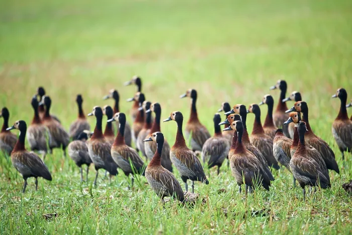 Framed Print : White-faced whistling-ducks (Dendrocygna viduata) flock, in grassland, Akagera National Park, Rwanda