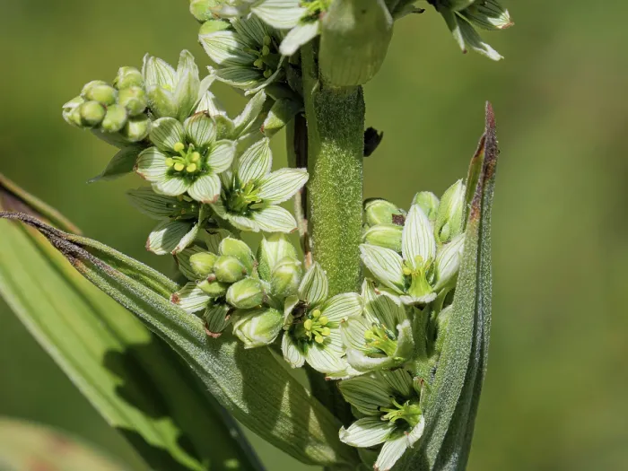 Framed Print : White false helleborine (Veratrum album) in flower, Mt Dole, Jura, Switzerland. July Framed Print : White false helleborine (Veratrum album) in flower, Mt Dole, Jura, Switzerland. July