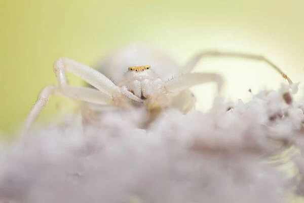 White form of goldenrod crab spider (Misumenia vatia) camouflaged on umbelliferae