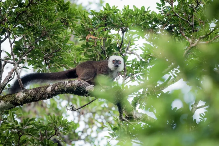 Framed Print : White-fronted brown lemur (Eulemur albifrons) male, sitting in tree, Masoala National Park, Madagascar Framed Print : White-fronted brown lemur (Eulemur albifrons) male, sitting in tree, Masoala National Park, Madagascar