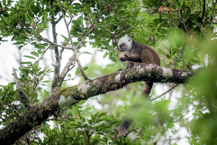 Framed Print : White-fronted brown lemur (Eulemur albifrons) male, sitting in tree eating fruit, Masoala National Park, Madagascar Framed Print : White-fronted brown lemur (Eulemur albifrons) male, sitting in tree eating fruit, Masoala National Park, Madagascar