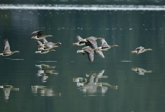 Framed Print : White fronted geese (Anser albifrons) flock in flight, on migration over Mendenhall Wetlands, Juneau, Alaska, USA. May