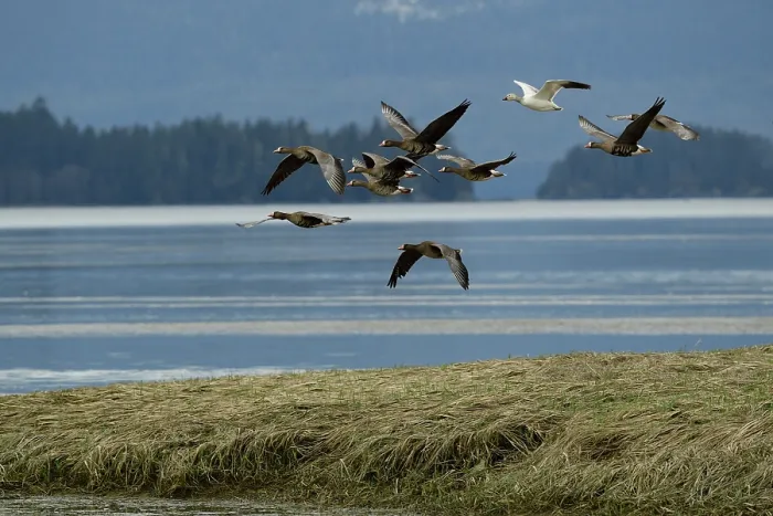 Framed Print : White fronted geese (Anser albifrons) flock and single Snow goose (Chen caerulescens) in flight, on migration over Mendenhall Wetlands, Juneau, Alaska, USA. May Framed Print : White fronted geese (Anser albifrons) flock and single Snow goose (Chen caerulescens) in flight, on migration over Mendenhall Wetlands, Juneau, Alaska, USA. May