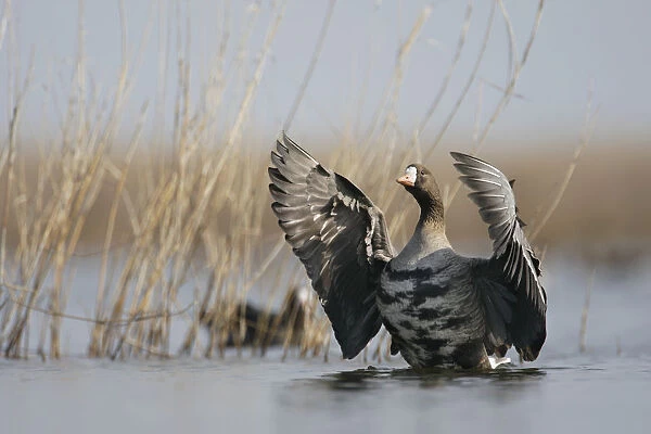 White fronted goose (Anser albifrons) flapping wings, Durankulak Lake, Bulgaria