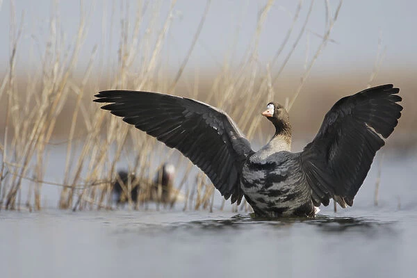 White fronted goose (Anser albifrons) stretching wings in water, Durankulak Lake