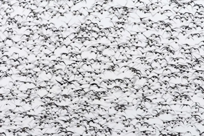 Framed Print : White-fronted goose (Anser albifrons) flock in flight, Durankulak Lake, Bulgaria Framed Print : White-fronted goose (Anser albifrons) flock in flight, Durankulak Lake, Bulgaria