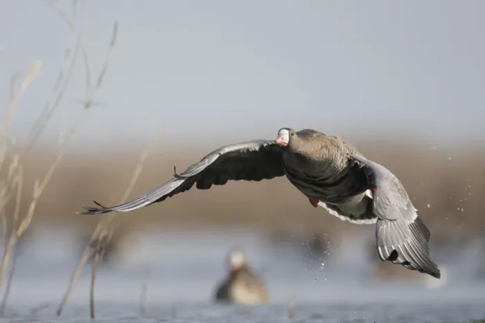 Framed Print : White fronted goose (Anser albifrons) just after taking off, Durankulak Lake, Bulgaria Framed Print : White fronted goose (Anser albifrons) just after taking off, Durankulak Lake, Bulgaria