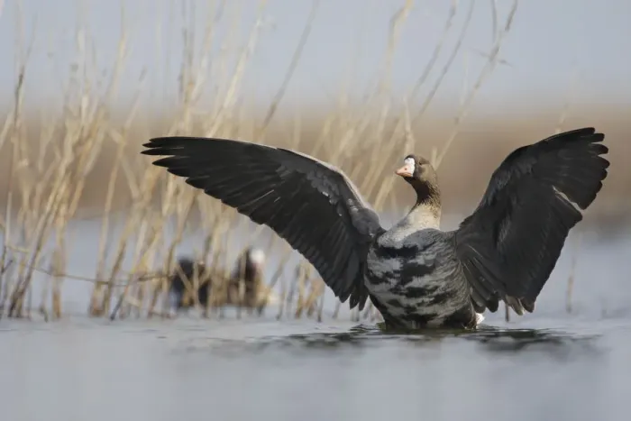 Framed Print : White fronted goose (Anser albifrons) stretching wings in water, Durankulak Lake Framed Print : White fronted goose (Anser albifrons) stretching wings in water, Durankulak Lake
