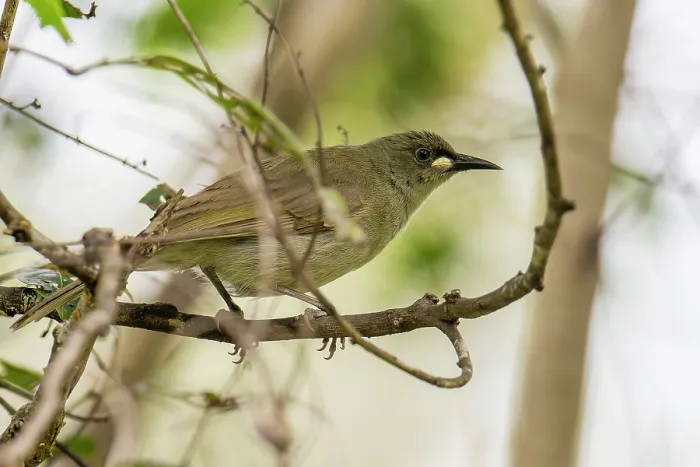 Framed Print : White-gaped honeyeater (Lichenostomus unicolor) perched on branch in riverine forest, Ingham, Queensland, Australia Framed Print : White-gaped honeyeater (Lichenostomus unicolor) perched on branch in riverine forest, Ingham, Queensland, Australia