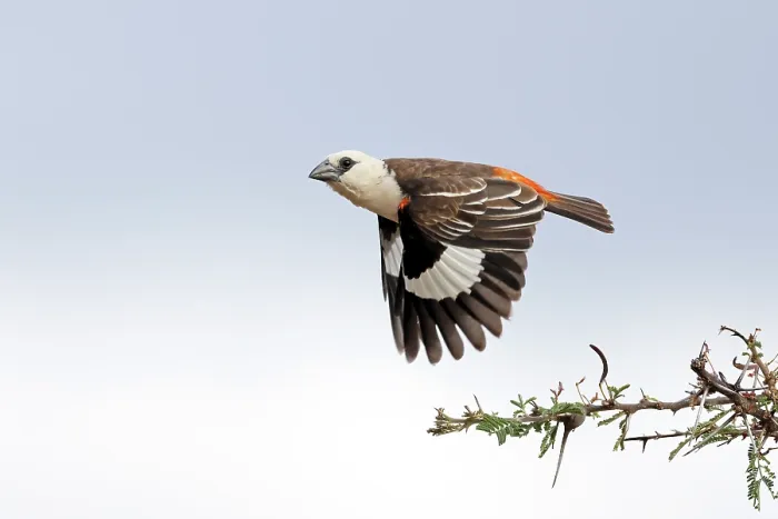 Framed Print : White-headed buffalo weaver (Dinemellia dinemelli) taking flight, El Karama Wilderness Conservancy, northern Kenya Framed Print : White-headed buffalo weaver (Dinemellia dinemelli) taking flight, El Karama Wilderness Conservancy, northern Kenya