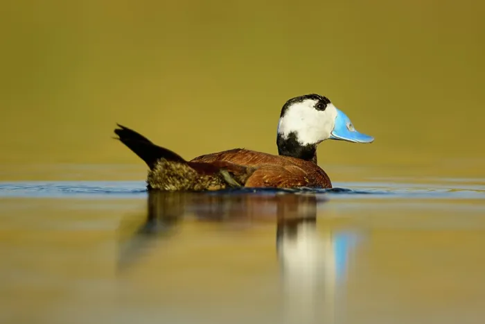 Framed Print : White-headed duck (Oxyura leucocephala) on water in wetland, La Mancha, central Spain. April Framed Print : White-headed duck (Oxyura leucocephala) on water in wetland, La Mancha, central Spain. April