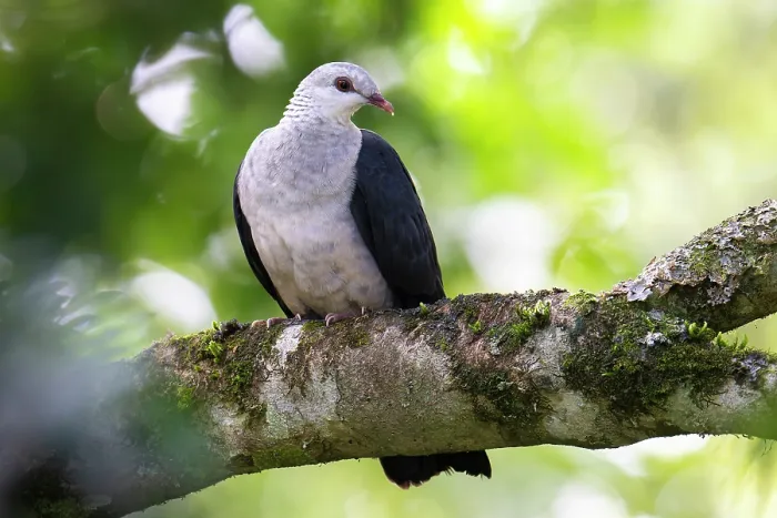 Framed Print : White-headed pigeon (Columba leucomela) perched on branch, Wet Tropics World Heritage, Lake Eacham, Queensland, Australia Framed Print : White-headed pigeon (Columba leucomela) perched on branch, Wet Tropics World Heritage, Lake Eacham, Queensland, Australia