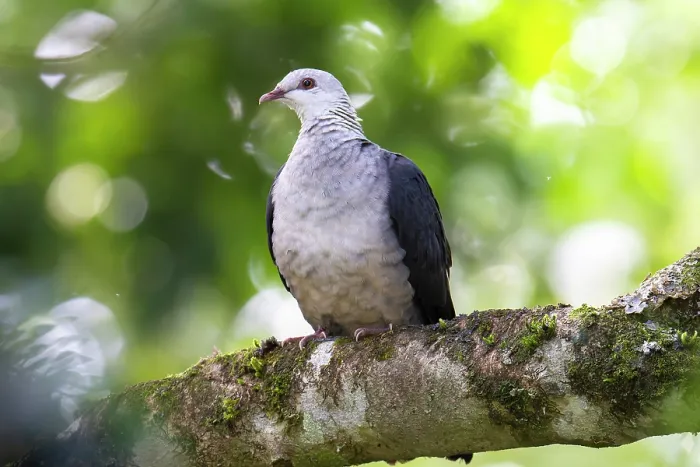 Framed Print : White-headed pigeon (Columba leucomela) perched on branch, Wet Tropics World Heritage, Lake Eacham, Queensland, Australia Framed Print : White-headed pigeon (Columba leucomela) perched on branch, Wet Tropics World Heritage, Lake Eacham, Queensland, Australia