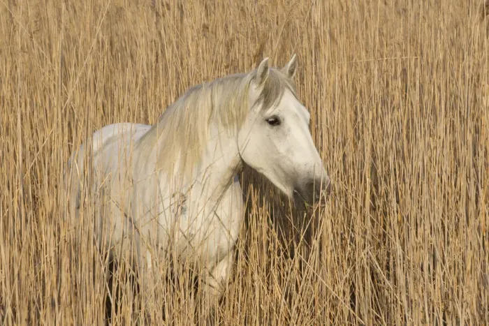 Framed Print : White horse of the Camargue, amongst reeds on marsh, Camargue, Southern France Framed Print : White horse of the Camargue, amongst reeds on marsh, Camargue, Southern France