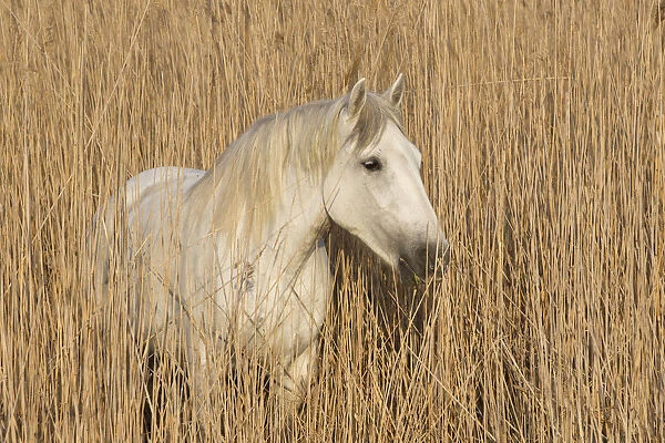 White horse of the Camargue, amongst reeds on marsh, Camargue, Southern France
