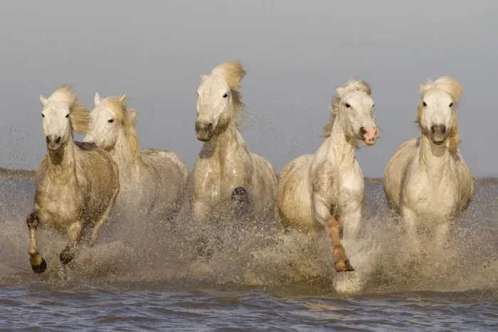 Framed Print : White horses of the Camargue, herd running through the sea, Camargue, Southern France Framed Print : White horses of the Camargue, herd running through the sea, Camargue, Southern France