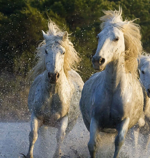 White horses of the Camargue, herd running through water, Camargue, Southern France