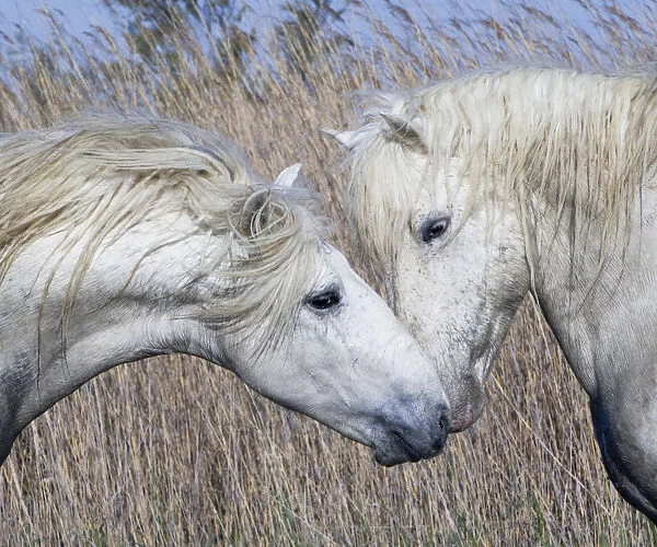 Two white horses of the Camargue, interacting, greeting head to head in marshes, Camargue