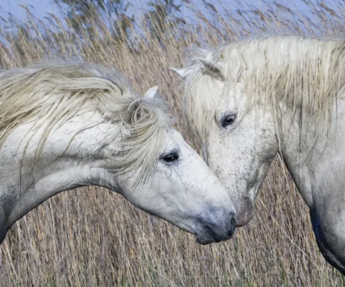 Framed Print : Two white horses of the Camargue, interacting, greeting head to head in marshes, Camargue Framed Print : Two white horses of the Camargue, interacting, greeting head to head in marshes, Camargue