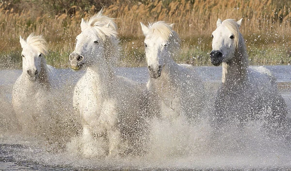 Four white horses of the Camargue, running through the sea, Camargue, Southern France