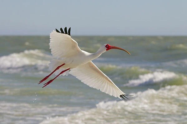 White ibis (Eudocimus albus) in flight, Fort Myers Beach, Gulf Coast, Florida, USA, March