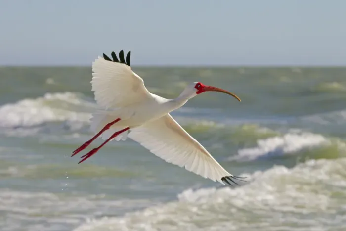 Framed Print : White ibis (Eudocimus albus) in flight, Fort Myers Beach, Gulf Coast, Florida, USA, March Framed Print : White ibis (Eudocimus albus) in flight, Fort Myers Beach, Gulf Coast, Florida, USA, March