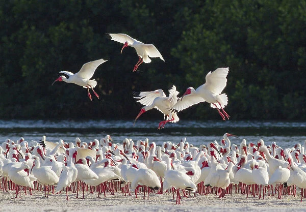 White ibis (Eudocimus albus) flock in breeding plumage, backlit against dark background