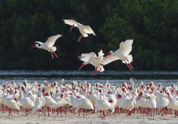 Framed Print : White ibis (Eudocimus albus) flock in breeding plumage, backlit against dark background Framed Print : White ibis (Eudocimus albus) flock in breeding plumage, backlit against dark background