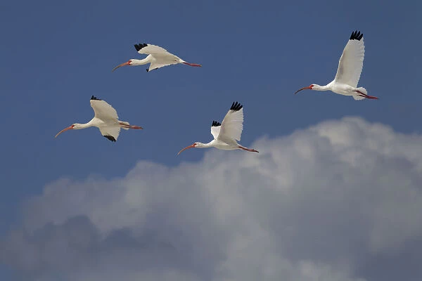 White ibis (Eudocimus albus) group of four in flight above clouds, Fort Myers Beach