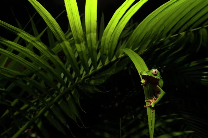 Framed Print : White-lined leaf frog (Phyllomedusa vaillantii) hunting amongst palm leaves at night, Villa Carmen Biological Station, Peru Framed Print : White-lined leaf frog (Phyllomedusa vaillantii) hunting amongst palm leaves at night, Villa Carmen Biological Station, Peru