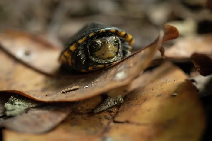 Framed Print : White-lipped mud turtle (Kinosternon leucostomum) juvenile, resting on dried leaf, Yucatan Peninsula, Mexico. Controlled conditions