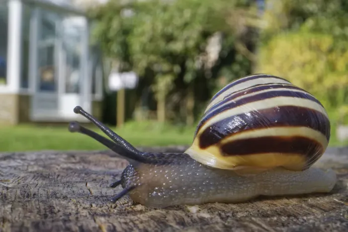 Framed Print : White-lipped snail (Cepaea hortensis) crawling over an oak sleeper retaining a garden Framed Print : White-lipped snail (Cepaea hortensis) crawling over an oak sleeper retaining a garden