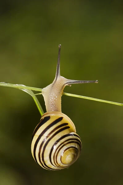 White-lipped snail (Cepaea hortensis) on grass, Triglav National Park, Slovenia