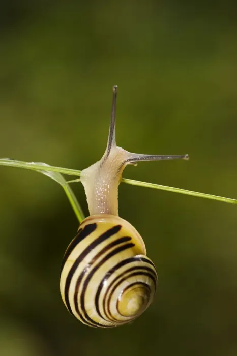 Framed Print : White-lipped snail (Cepaea hortensis) on grass, Triglav National Park, Slovenia Framed Print : White-lipped snail (Cepaea hortensis) on grass, Triglav National Park, Slovenia