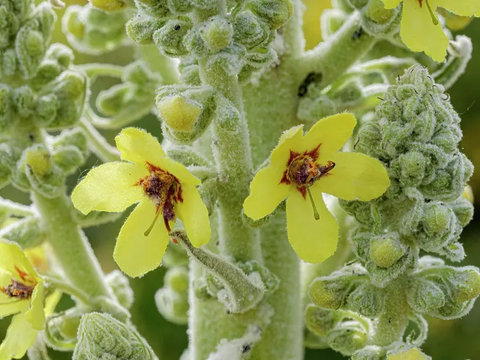 Framed Print : White mullein (Verbascum lychnitis) in flower, Monti della Laga, Abruzzo, Italy. June Framed Print : White mullein (Verbascum lychnitis) in flower, Monti della Laga, Abruzzo, Italy. June