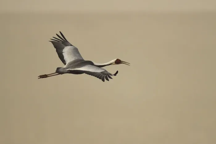 Framed Print : White-naped crane (Grus vipio) flying, Inner Mongolia, China Framed Print : White-naped crane (Grus vipio) flying, Inner Mongolia, China