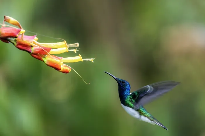 Framed Print : White-necked jacobin (Florisuga mellivora) flying towards flower, Sierra Nevada de Santa Marta, Colombia Framed Print : White-necked jacobin (Florisuga mellivora) flying towards flower, Sierra Nevada de Santa Marta, Colombia