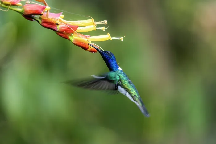 Framed Print : White-necked jacobin (Florisuga mellivora) hovering, feeding from flower, Sierra Nevada de Santa Marta, Colombia Framed Print : White-necked jacobin (Florisuga mellivora) hovering, feeding from flower, Sierra Nevada de Santa Marta, Colombia