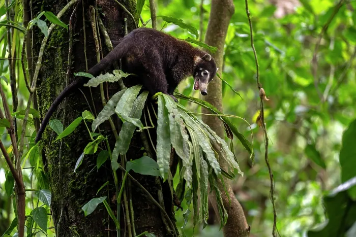 Framed Print : White-nosed coati (Nasua narica) climbing in a tree in rainforest, Arenal, Costa Rica Framed Print : White-nosed coati (Nasua narica) climbing in a tree in rainforest, Arenal, Costa Rica