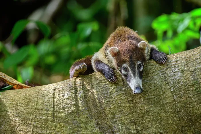 Framed Print : White-nosed coati (Nasua narica) resting on branch in forest understory, lowland rainforest, Osa Peninsula, Costa Rica Framed Print : White-nosed coati (Nasua narica) resting on branch in forest understory, lowland rainforest, Osa Peninsula, Costa Rica