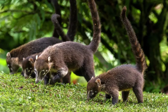 Framed Print : White-nosed coatis (Nasua narica) family group foraging on grass, Arenal, Costa Rica Framed Print : White-nosed coatis (Nasua narica) family group foraging on grass, Arenal, Costa Rica