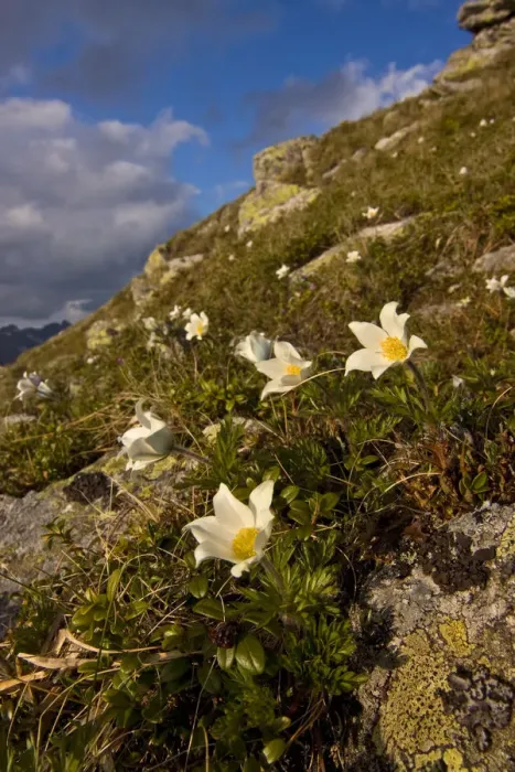 Framed Print : White pasque flowers (Pulsatilla alba) flowering on slope in the Liptovske kopi, Western Tatras Framed Print : White pasque flowers (Pulsatilla alba) flowering on slope in the Liptovske kopi, Western Tatras