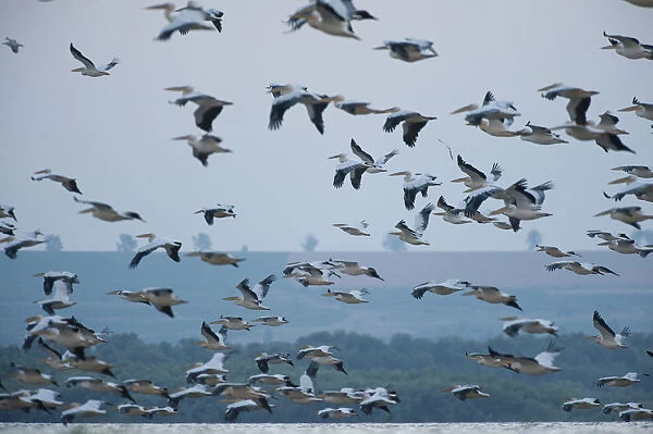 White pelican (Pelecanus onocrotalus) flock in flight, Lake Belau, Moldova, June