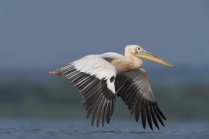 Framed Print : White pelican (Pelecanus onocrotalus) in flight, Lake Belau, Moldova, June Framed Print : White pelican (Pelecanus onocrotalus) in flight, Lake Belau, Moldova, June