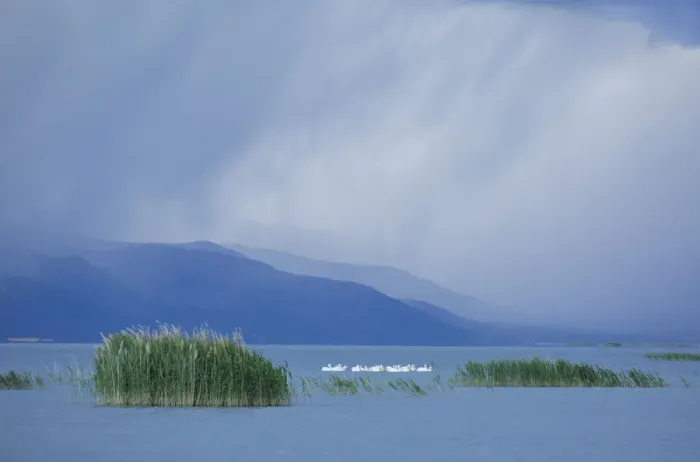 Framed Print : White pelicans (Pelecanus erythrorhynchos) at Bear River Migratory Bird Refuge with Framed Print : White pelicans (Pelecanus erythrorhynchos) at Bear River Migratory Bird Refuge with