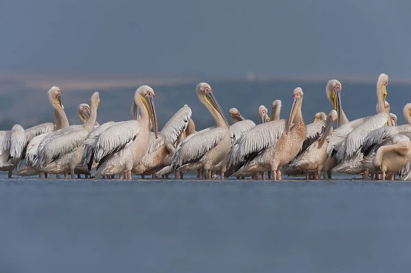 White pelicans (Pelecanus onocrotalus) preening, Lake Belau, Moldova, June
